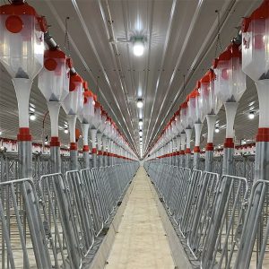 Automatisches Fütterungssystem mit Schweinescheiben-Kette