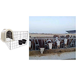 Rinderfarm